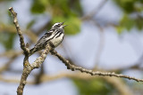 black and white warbler 060411_MG_0239