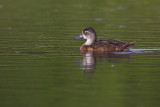 ring-necked duck 060211_MG_9210