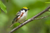 chestnut-sided warbler 061211_MG_2518