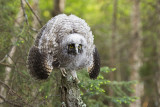 long-eared owl 062111_MG_4223