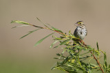 savannah sparrow 062211_MG_5364