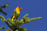 western tanager 070411_MG_3247