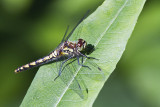 black meadowhawk 073011IMG_9297