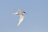 forsters tern 073011_MG_8298