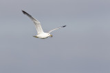 ring-billed gull 073111_MG_8807