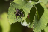 jumping spider Eris militaris 073011IMG_9604