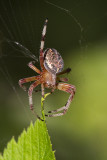 orb weaving spider 073011IMG_9667
