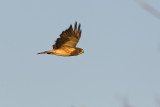 swainsons hawk 080111_MG_0615