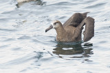 black-footed albatross 091811_16T7339
