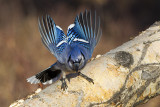 blue jay 110611_MG_1085