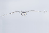 snowy owl 120411_MG_2590