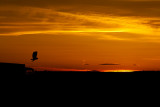 snowy owl 121011_MG_3155