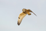 short-eared owl 032112_MG_3932