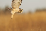 short-eared owl 040212_MG_7129