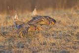 sharp-tailed grouse _MG_8409