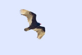 turkey vulture _MG_6815