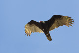 turkey vulture _MG_6757