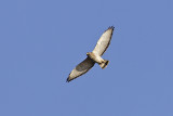 broad-winged hawk 050612_MG_4434