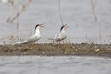 forsters terns 050912_MG_6663