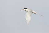 forsters tern 050912_MG_7834