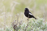 lark bunting 052012_MG_4369