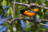 baltimore oriole 052812_MG_8065