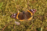 red admiral 060112_MG_8631