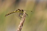 dragonfly 071912_MG_2932