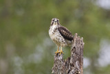 broad-winged hawk 090112_MG_0043 