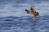 american coot 090312_MG_1710