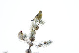 white-winged crossbill & redpoll 121807IMG_0819