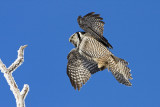 northern hawk owl 011908IMG_0622