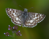 Common Checkered Skipper