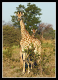 Giraffes, Little Kwara