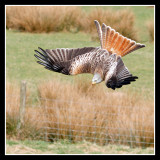 Red Kite