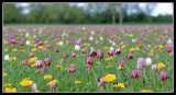 Cricklade North Meadow