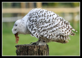 Snowy Owl