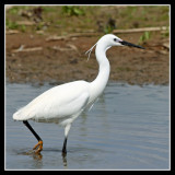 Little Egret