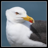 Lesser Black Backed Gull