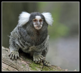 Common Marmoset