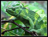 Chameleon