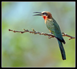 White Fronted Bee Eater
