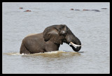Crossing the Luangwa River
