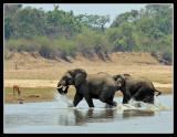 Bull Elephants