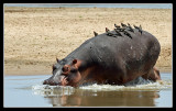Hippo and ox-peckers