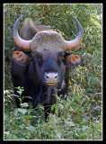 Indian Bison, Kanha