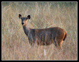 Sambar Deer, Kanha