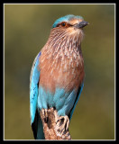 Indian Roller