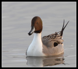 Northern Pintail