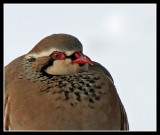 Red Legged Partridge